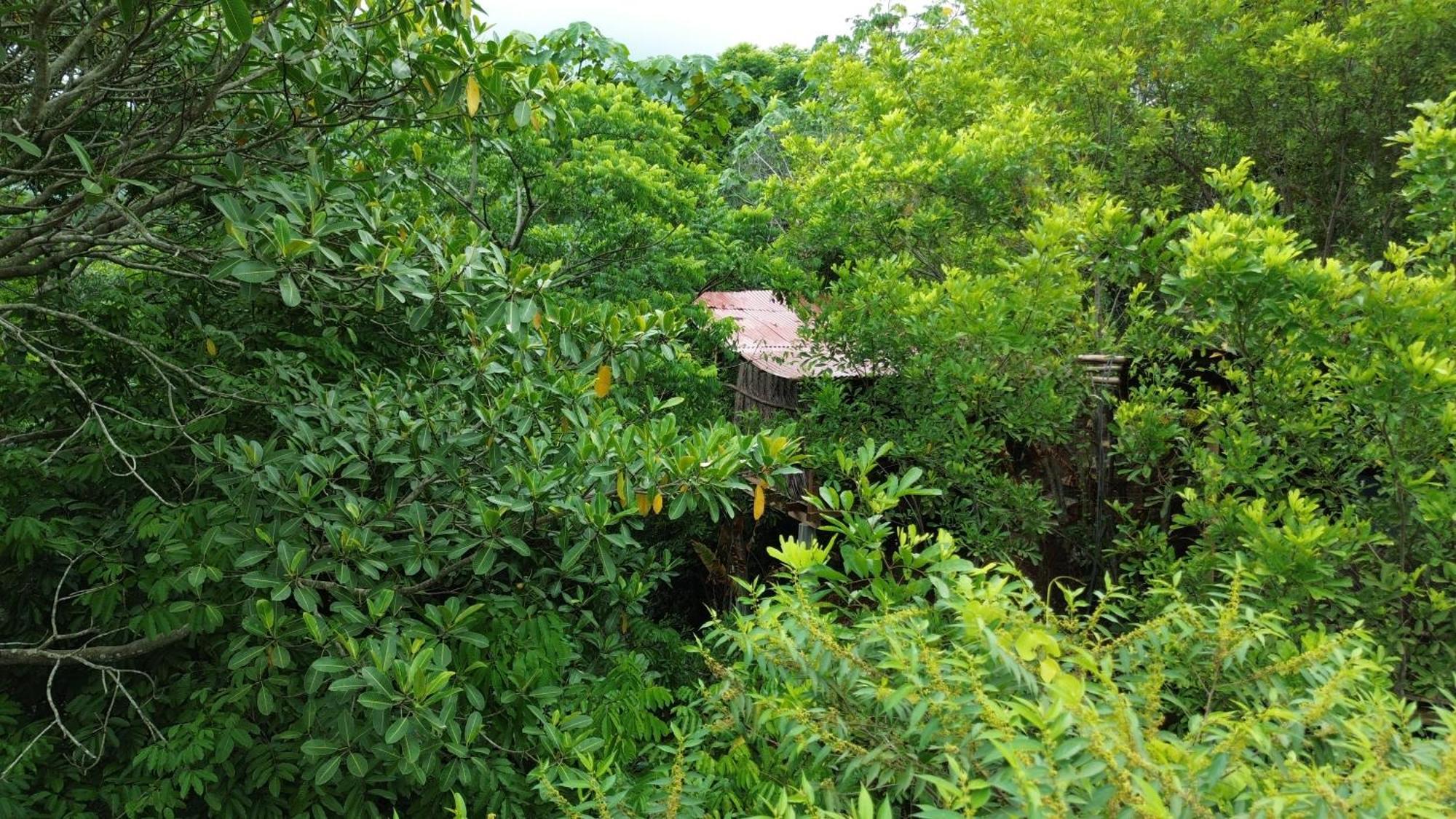 The Valley Tayrona Hostel- A Social Jungle Hostel El Zaino Eksteriør bilde