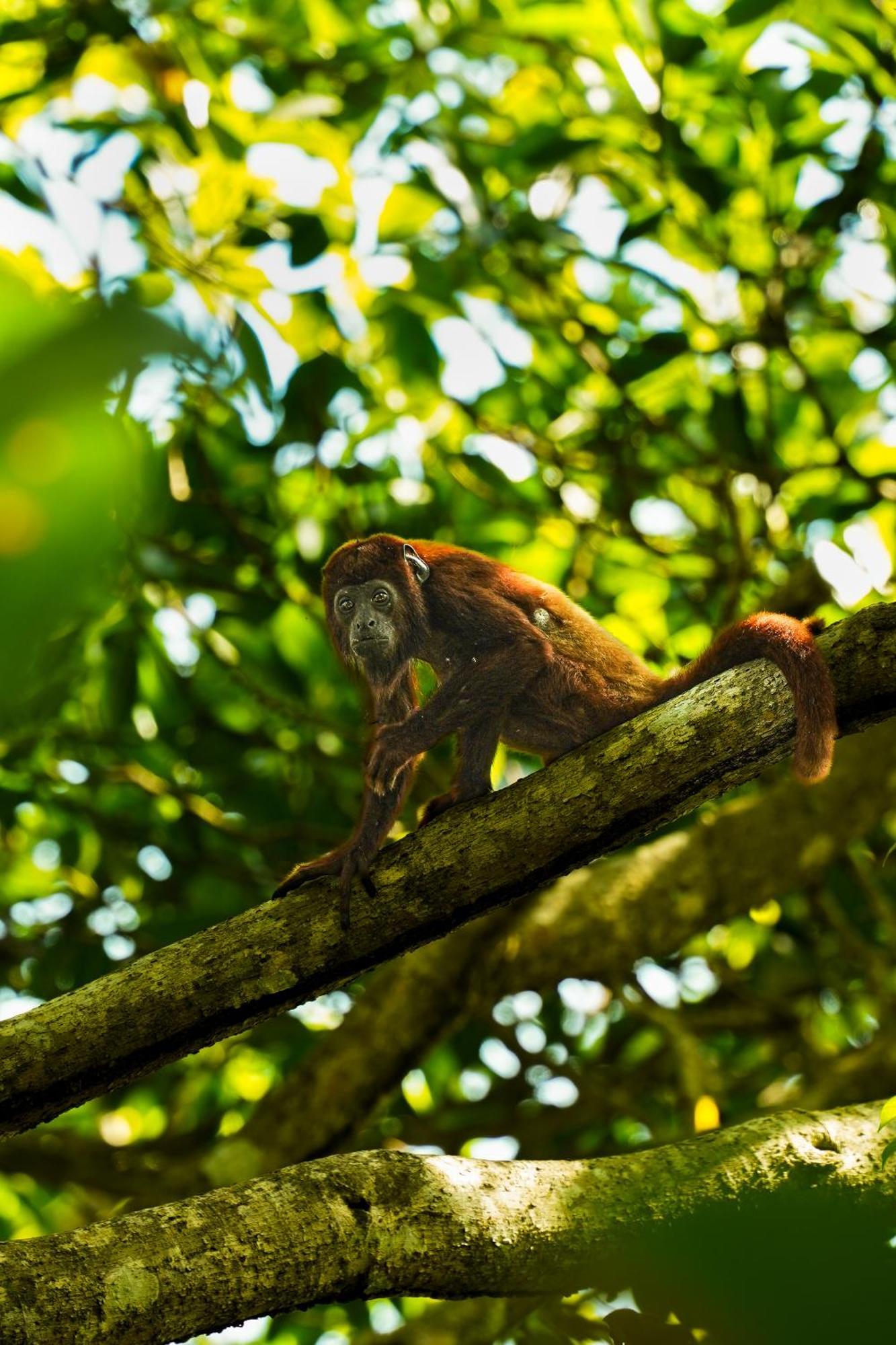 The Valley Tayrona Hostel- A Social Jungle Hostel El Zaino Eksteriør bilde